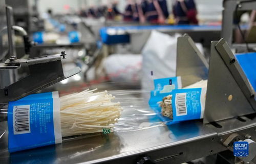 村里的金針菇 智能造——信息咨詢服務(wù)賦能現(xiàn)代農(nóng)業(yè)新圖景